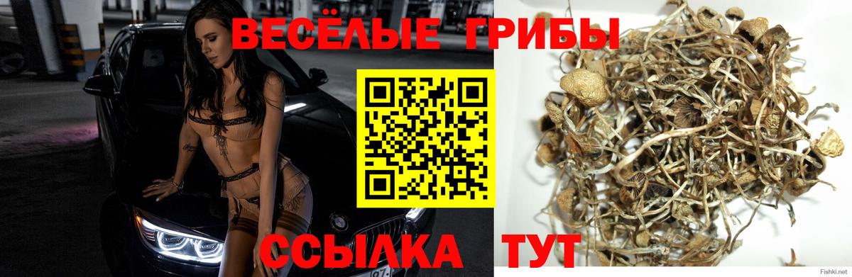 Псилоцибиновые грибы Magic Shrooms Владивосток